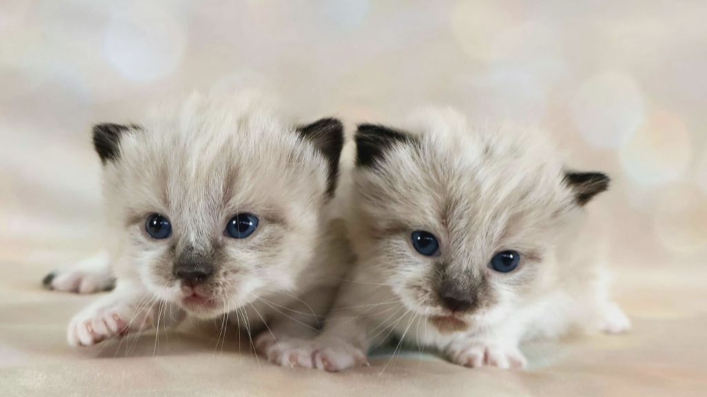 , 202403CAT CLONING SUCCESS PIC