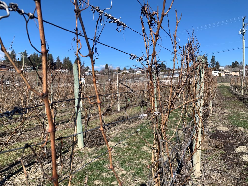 , 202403Okanagan winery vineyard