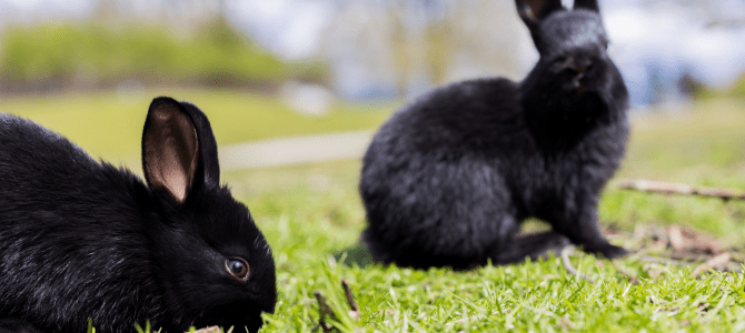 , 202403black rabbits in jericho grazing landing