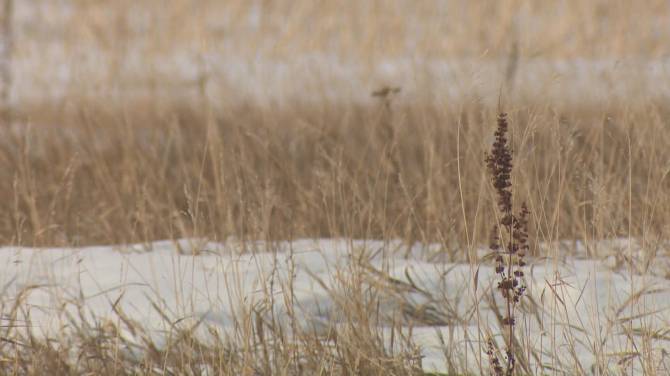 Click to play video: Alberta farmers ‘planning seriously’ for potential drought