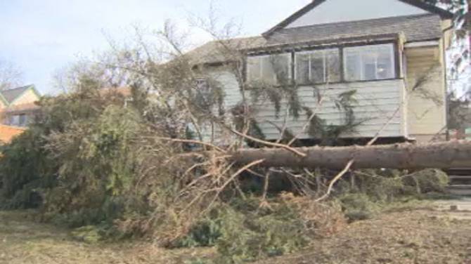 Click to play video: Falling tree narrowly misses two children in Vernon