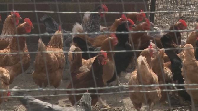 Click to play video: B.C. chicken prices could be on their way up