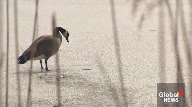 Click to play video: Hundreds of birds potentially dead amid spread of Avian flu in Ontario