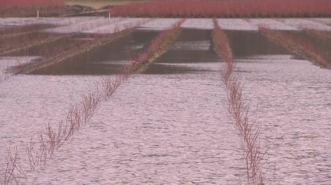 Click to play video: Flooding on Sumas Prairie has farmers asking for new protection