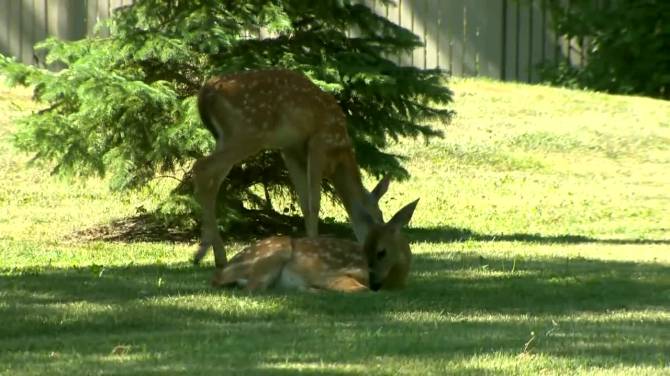 Click to play video: Chronic wasting disease in Manitoba