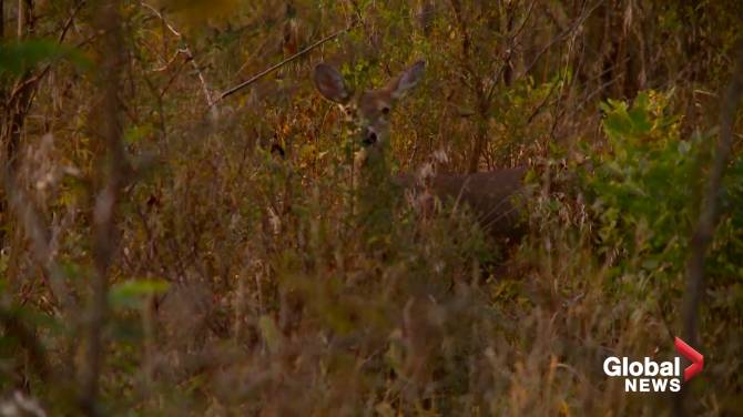 Click to play video: ‘They eat holes in the animals brain’: ‘Zombie Deer Disease’ causing stir in U.S. midwest