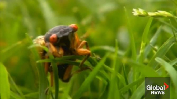 Click to play video: ‘This is a big, big event’: Billions of cicadas to emerge this spring amid rare double brood