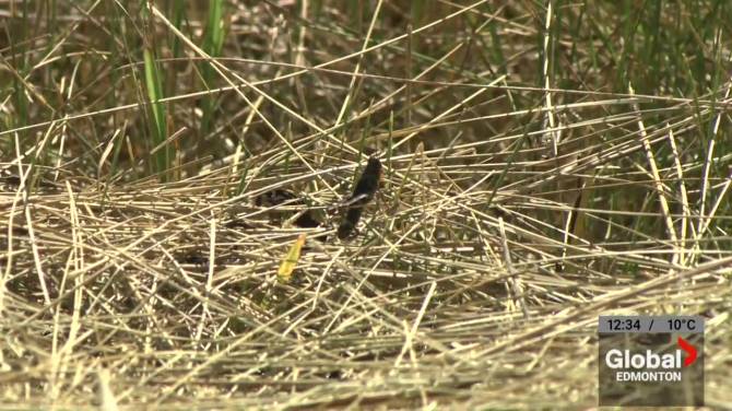 Click to play video: Prairies may see summer of 2024 grasshopper increase amid drought conditions, mild winter