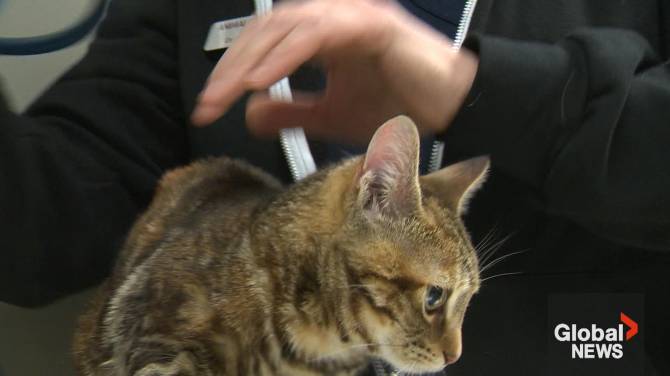 Click to play video: Veterinary shortage forcing animal clinics to rotate emergency services