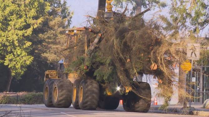 Click to play video: 160,000 trees to be removed from Stanley Park, impacting traffic