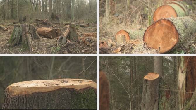 Click to play video: Stanley Park tree removal draws criticism