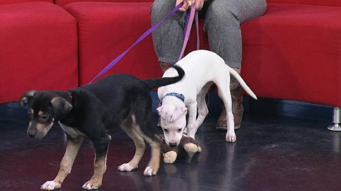 Click to play video: Rambunctious puppies seek a home in Adopt a Pet