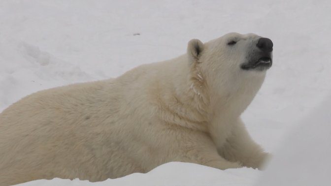 Calgary polar bear