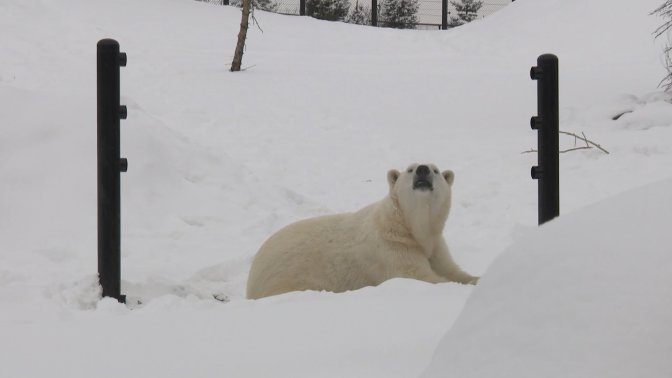 Calgary polar bear