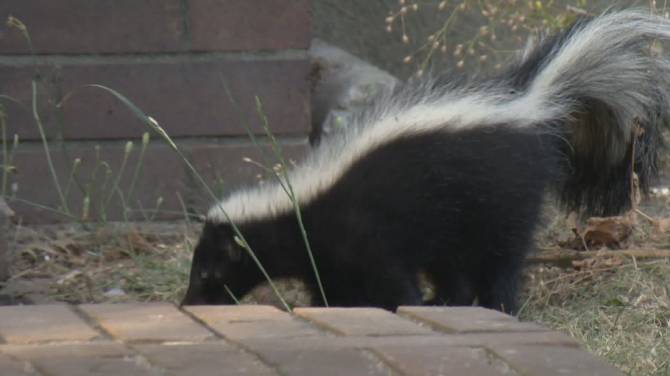 Click to play video: Avian flu discovered in dead skunks