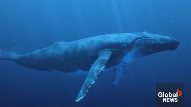 Click to play video: Maui Moments: Exploring marine life during humpback whale-watching season