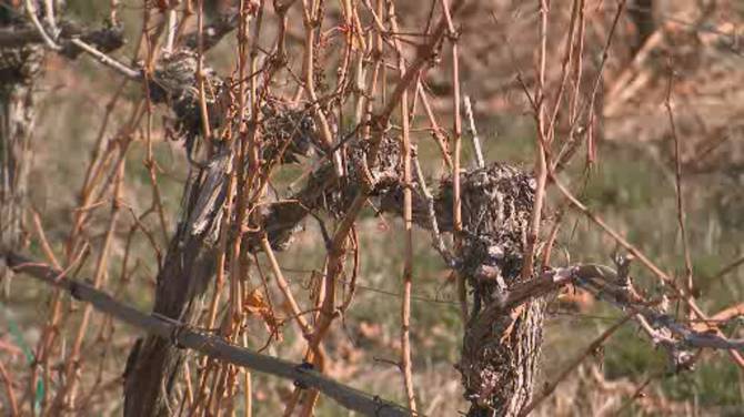 Click to play video: B.C. wineries reeling from effects of climate change