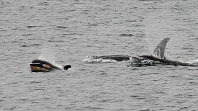 Click to play video: Orca calf spotted with northern resident pod near Bowen Island