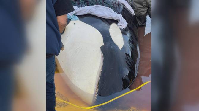 Click to play video: Vancouver Island community mourning dead orca, trying to unite calf with pod