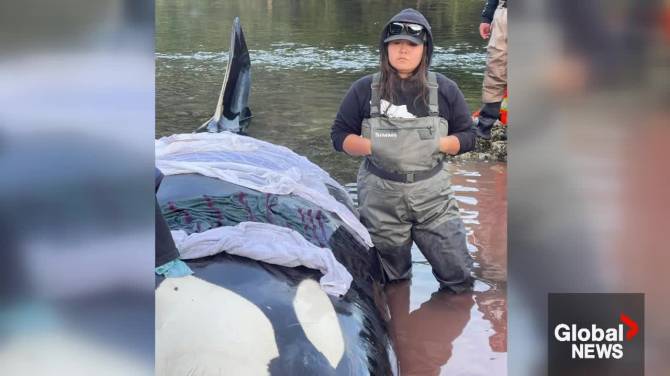 Click to play video: Vancouver Island community unable to save stranded orca