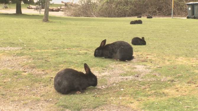 Click to play video: Public advised to avoid wild rabbits at Jericho Beach