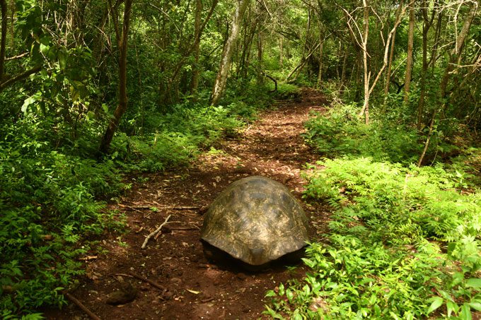 A giant tortoise walks along a path through a forest.