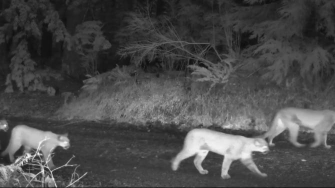 Click to play video: Four cougars caught on Port Moody wildlife camera