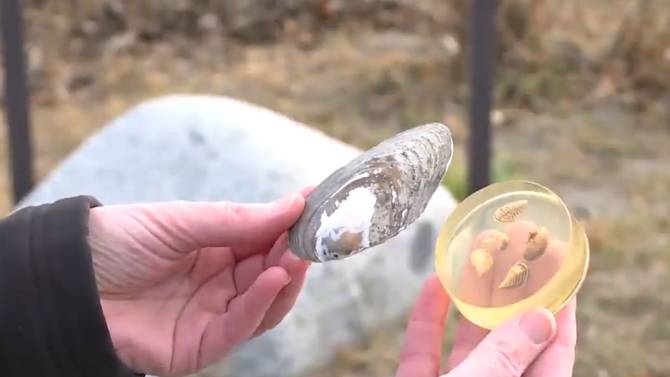 Click to play video: Okanagan lakes free of invasive mussels: Report