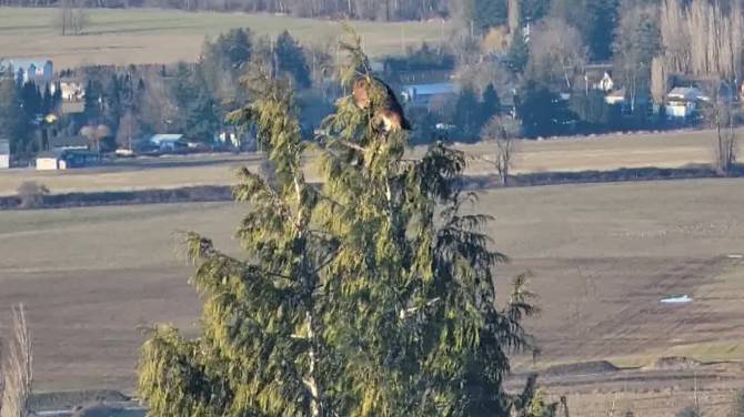 Click to play video: Bobcat and cougar tussle in Chilliwack tree