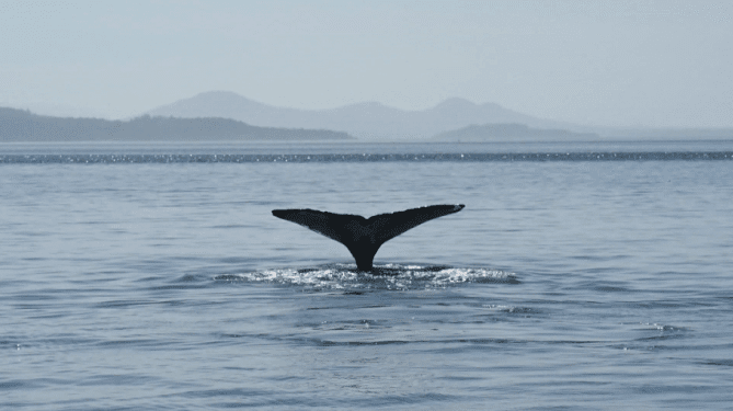 Click to play video: Study says ‘The Blob’ led to decline in humpback whale population