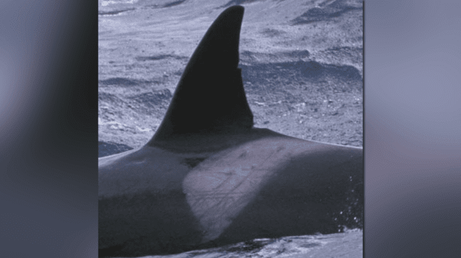 Click to play video: Orcas that hunt sperm whales may be new population, study suggests