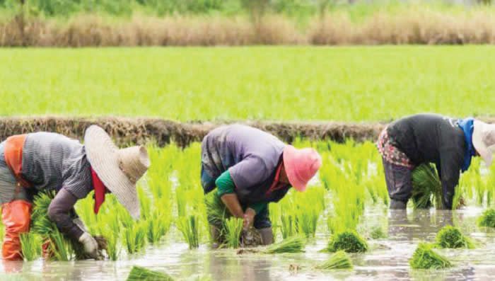 , wp contentuploads20211008235153Rice farmers at work