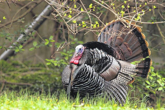 , 202404130544723 web1 Eastern Wild Turkey Tom Reichner aDJ