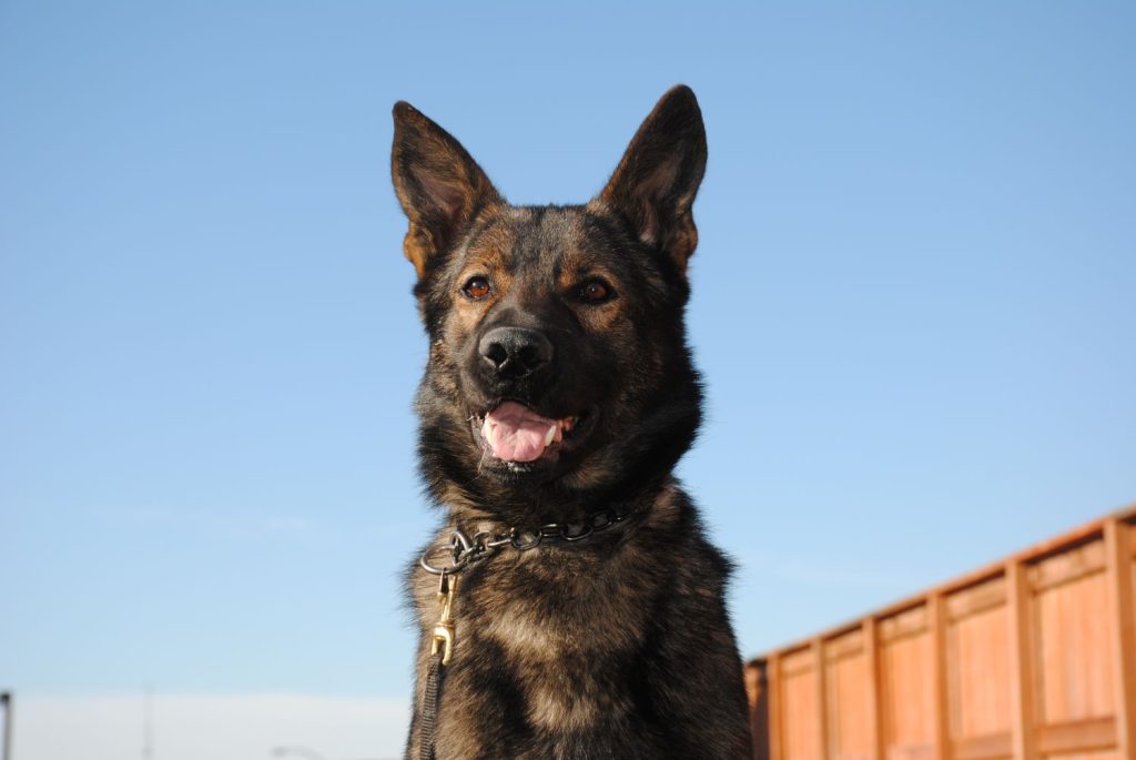 , 202404Police Service Dog Mack