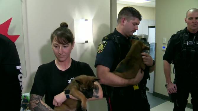 Click to play video: New batch of puppies born into a family with the Winnipeg Police Service dogs