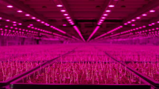 Click to play video: Futuristic Food: Changing the way we grow and farm