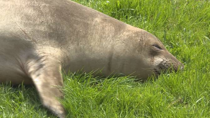 Click to play video: Emerson the elephant seal returns to Saanich