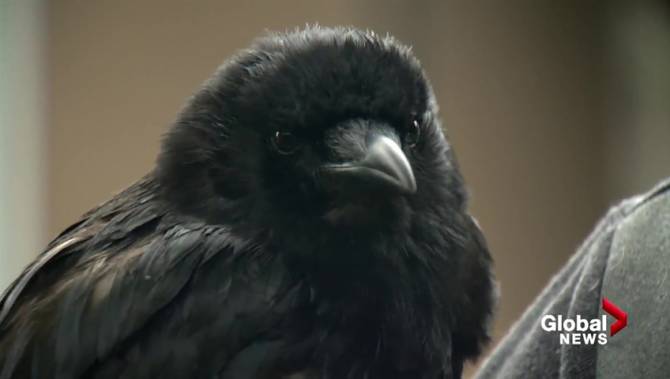 Click to play video: Canuck the Crow ‘proud’ to be a federally protected bird