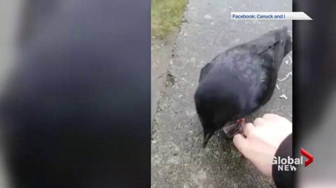 Click to play video: ‘Canuck’ the friendly Vancouver crow on the mend