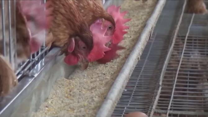 Click to play video: Fraser Valley wildlife centre overwhelmed with avian flu cases