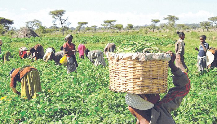 , wp contentuploads20231006200416A farmers on a farmland