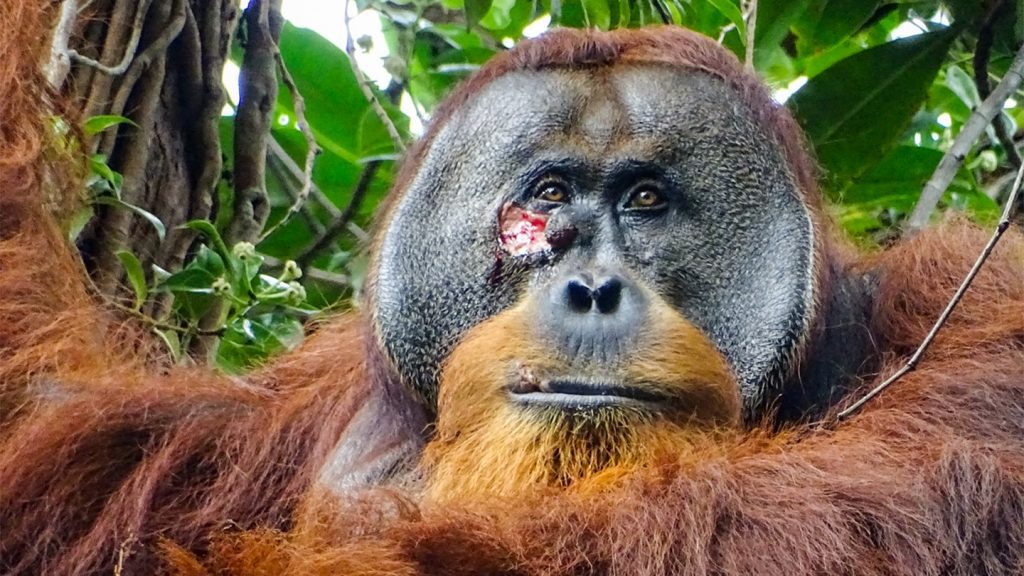 , 202405050224 di orangutan wound feat