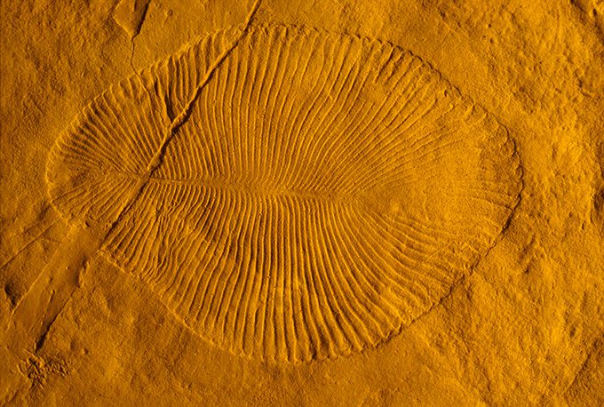 image of fossilized Dickinsonia costata marine organism