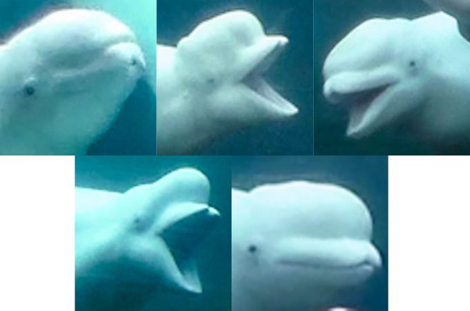 A collage of five images showing five different contortions of a blob of fat on a beluga whale's head